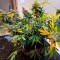 Sweet Nurse Auto CBD (Sweet Seeds) Cannabis-Samen zu verkaufen