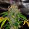 Glue Gelato Auto (Barney's Farm) Cannabis-Samen zu verkaufen