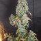 Kaufe Mimosa x Orange Punch Samen feminisiert von Barney's Farm
