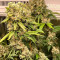 Wedding Cake (Seedstockers) Cannabis-Samen zu verkaufen