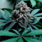 Mimosa EVO (Barney's Farm) Cannabis-Samen zu verkaufen
