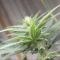 Mimosa EVO (Barney's Farm) Cannabis-Samen zu verkaufen