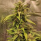 Kaufe Godzilla Cookies Auto Samen feminisiert von Herbies Seeds
