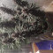 Kaufe Purple Juice Auto Samen feminisiert von Herbies Seeds