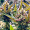 Purple Lemonade Fast Flowering (Fast Buds) Cannabis-Samen zu verkaufen