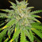 Runtz XL Auto Samen feminisiert (Sweet Seeds)