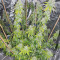 Sith OG feminisierte Samen (AlphaFem Seeds)