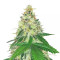 Apple Betty Samen feminisiert (Herbies Seeds)
