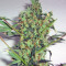 Arjan's Strawberry Haze (GHS) Cannabis-Samen