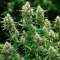 Auto Northern Lights CBD (Pyramid Seeds) Cannabis-Samen