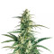 Buddha Haze Automatic (Big Buddha Seeds) Cannabis-Samen