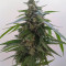 Buddha Magnum Auto (Buddha Seeds) Cannabis-Samen
