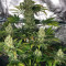Do-Si-Dos OG (Original Sensible Seeds) Cannabis-Samen