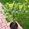 Easy Bud Auto (RQS) Cannabis-Samen