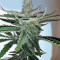 Pineapple Chunk feminisierte Samen (Barney’s Farm)