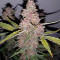 Purple Punch Auto feminisierte Samen (Barney’s Farm)