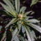 Purple Punch feminisierte Samen (Barney’s Farm)