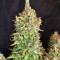 Strawberry Pie Auto Samen feminisiert (Fast Buds)