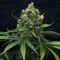 Super Lemon Haze (GHS)