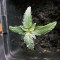 Sweet CBD Auto (Auto Seeds) Cannabis-Samen