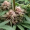 Tropicana Cherry (Barney's Farm)
