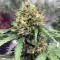 Z (Blackskull Seeds) Cannabis-Samen