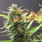 Original Trainwreck Auto Samen feminisiert (Fast Buds)