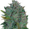 Ultraviolet Auto (Samsara Seeds) Cannabis-Samen