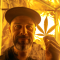 Wedding Glue Auto feminisierte Samen (Seedstockers)
