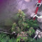 Auto Monster Mass (Critical Mass Collective Seeds) Cannabis-Samen