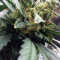 Mexican Airlines Auto (Fast Buds) Cannabis-Samen