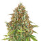 Amnesia Haze Automatic (RQS) Cannabis-Samen