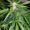Auto Kaya 47 (Advanced Seeds) Cannabis-Samen