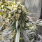 Mix Pack Autoflower (Seedstockers) Cannabis-Samen
