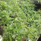 Bruce Banner #3 (Big Head Seeds) Cannabis-Samen