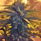 Bubble Bomb (Bomb Seeds) Cannabis-Samen