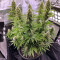CBD Blue Shark (Barney's Farm) Cannabis-Samen
