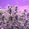 Chem Berry D regular (Dark Horse Genetics) Cannabis-Samen