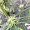 Cookies and Cream Strain