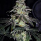 Do-Sweet-Dos (Sweet Seeds) Cannabis-Samen