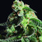 Girl Scout Cookies (BlimBurn Seeds) Cannabis-Samen