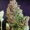 Gorilla Z Auto feminisiertes Saatgut (Barney's Farm)