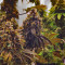 Grand Daddy Purp (Grand Daddy Purp) Cannabis-Samen