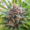 Grapefruit Auto (Fast Buds) Cannabis-Samen