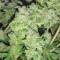 HiFi 4G (Dutch Passion) Cannabis-Samen