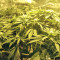 Kripple Roulette (Dr. Krippling Seeds) Cannabis-Samen
