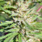Nepal Jam regular (Ace Seeds) Cannabis-Samen