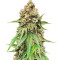 Northern Lights regular (Sensi Seeds) Cannabis-Samen