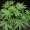 Old Dirty Biker regular (Karma Genetics) Cannabis-Samen