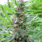 Panama regular (Ace Seeds) Cannabis-Samen